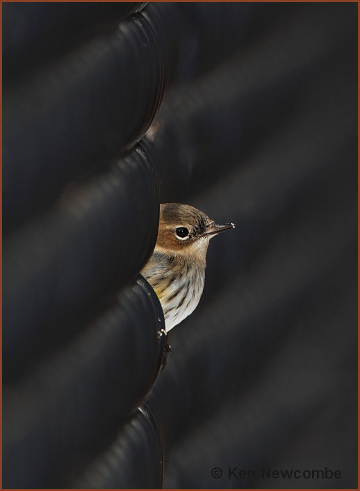 Yellow-rumped Warbler